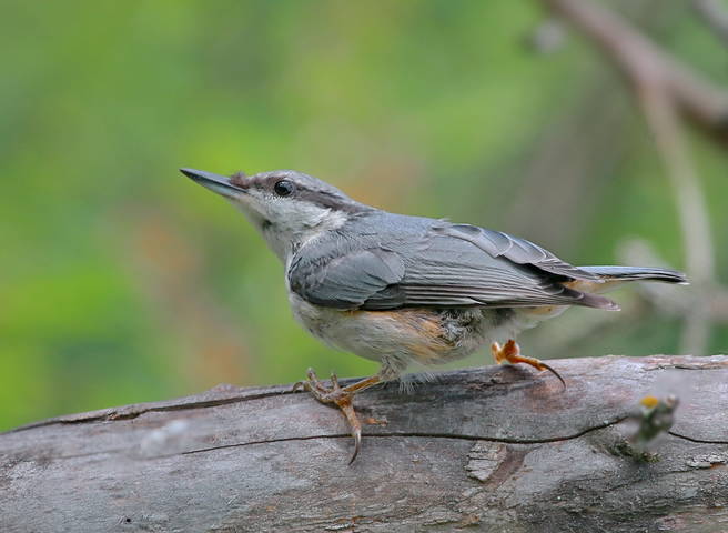 Поползень ( Sitta europaea )