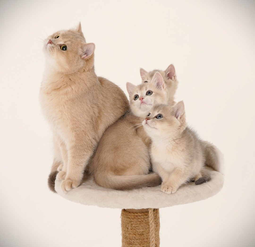 Кошка Камасутра лиловая британская шиншилла с котятами