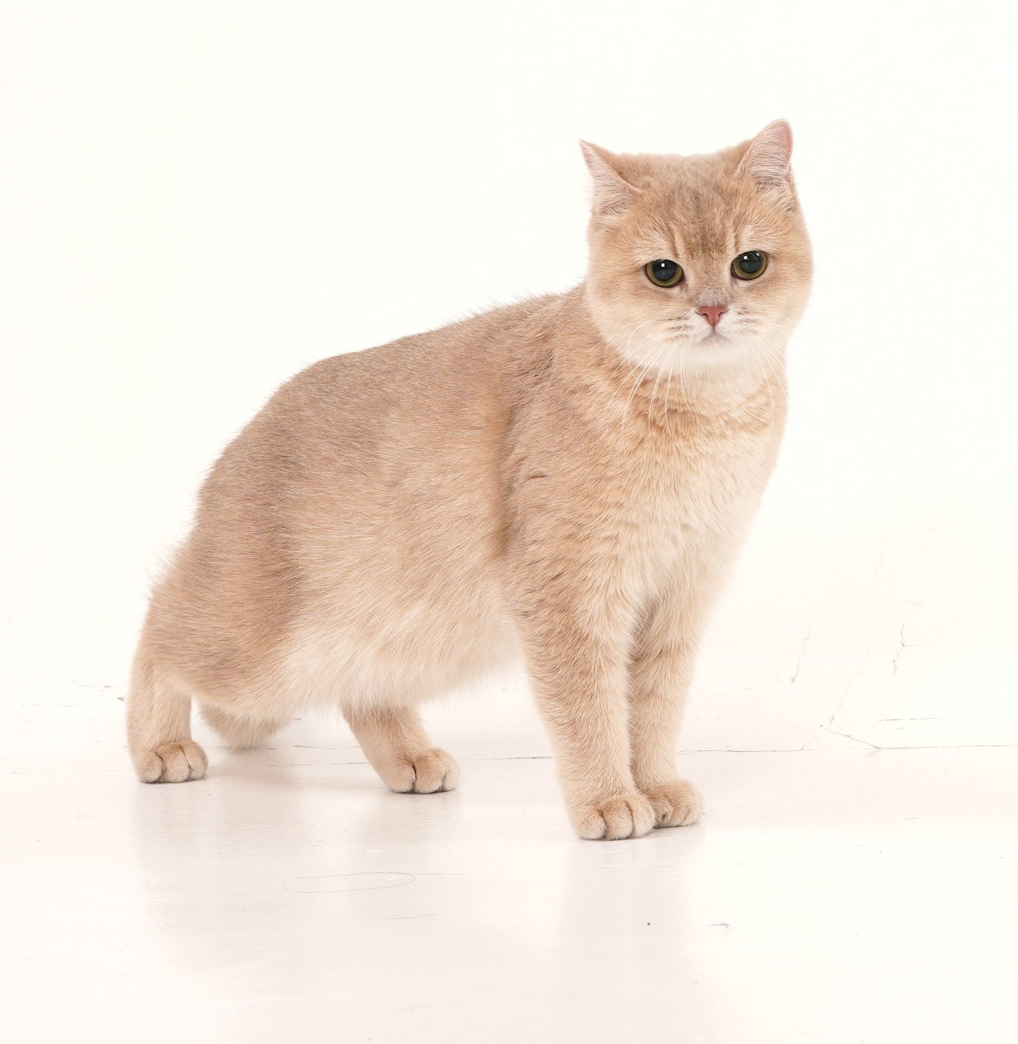 Кошка Камасутра лиловая британская шиншилла с котятами