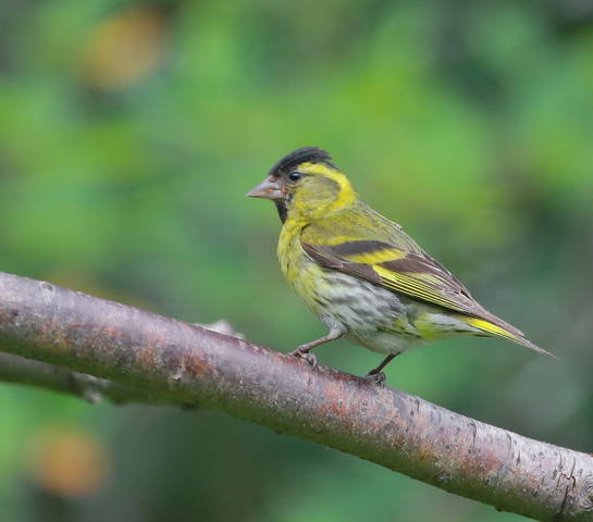 Чиж  ( лат. Carduelis spinus  )