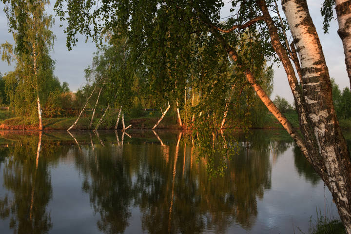 Березки.