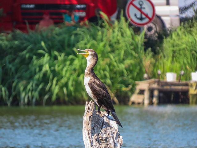 Большой баклан  Great Cormorant Phalacrocorax carbo