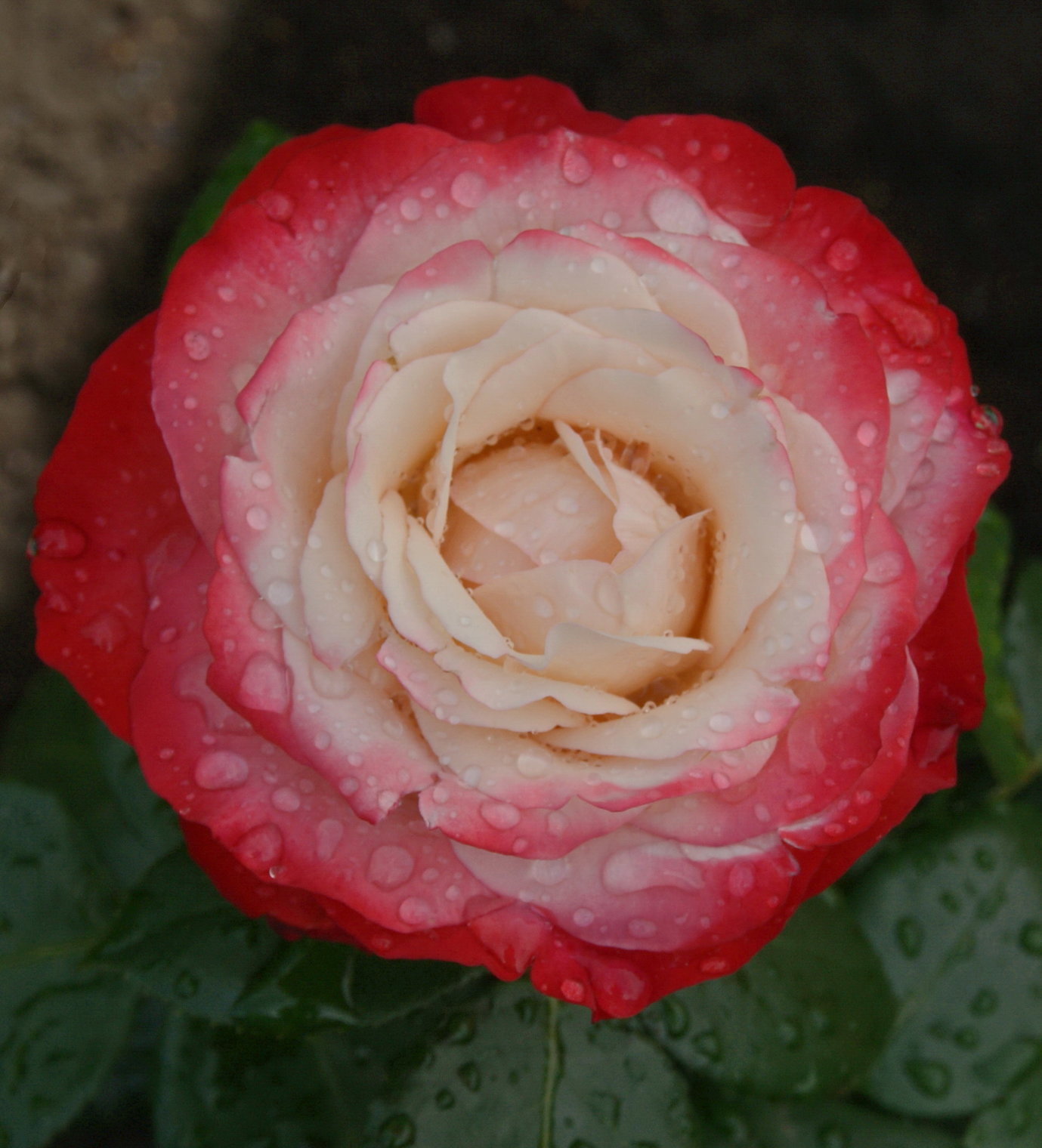 Роза в каплях дождя.