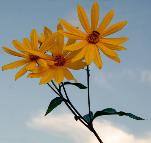 На фоне небесного океана.