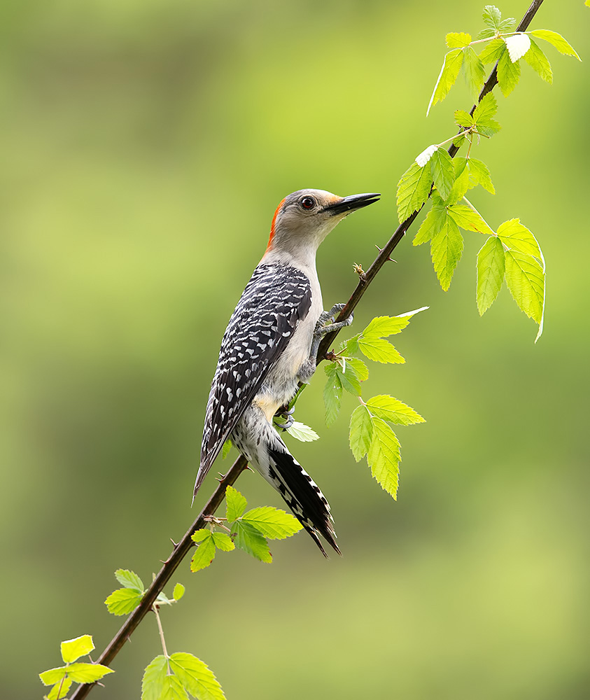 Каролинский меланерпес, cамка -Red-bellied Woodpecker, female 