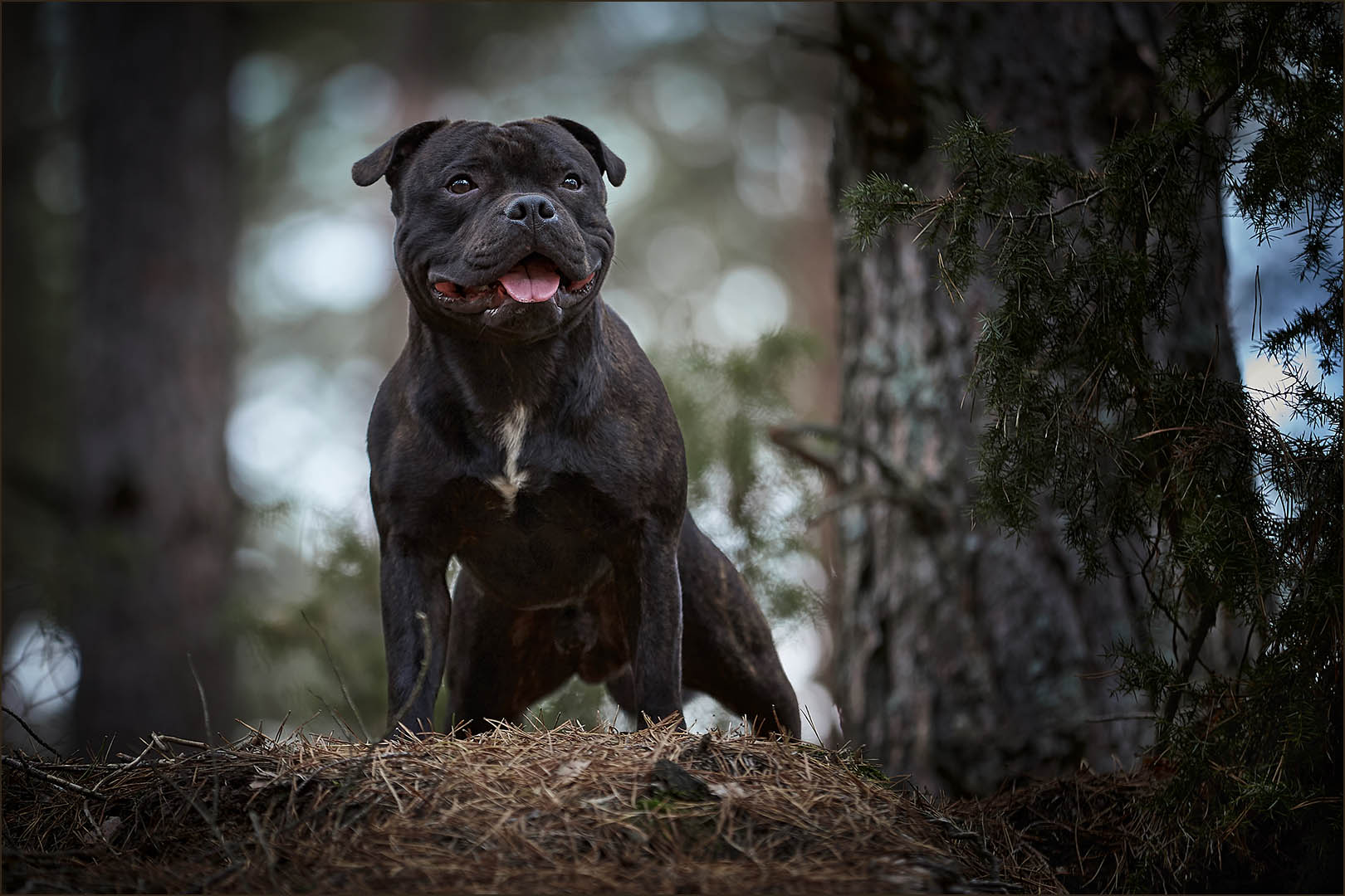 Staffordshire Bull Terrier