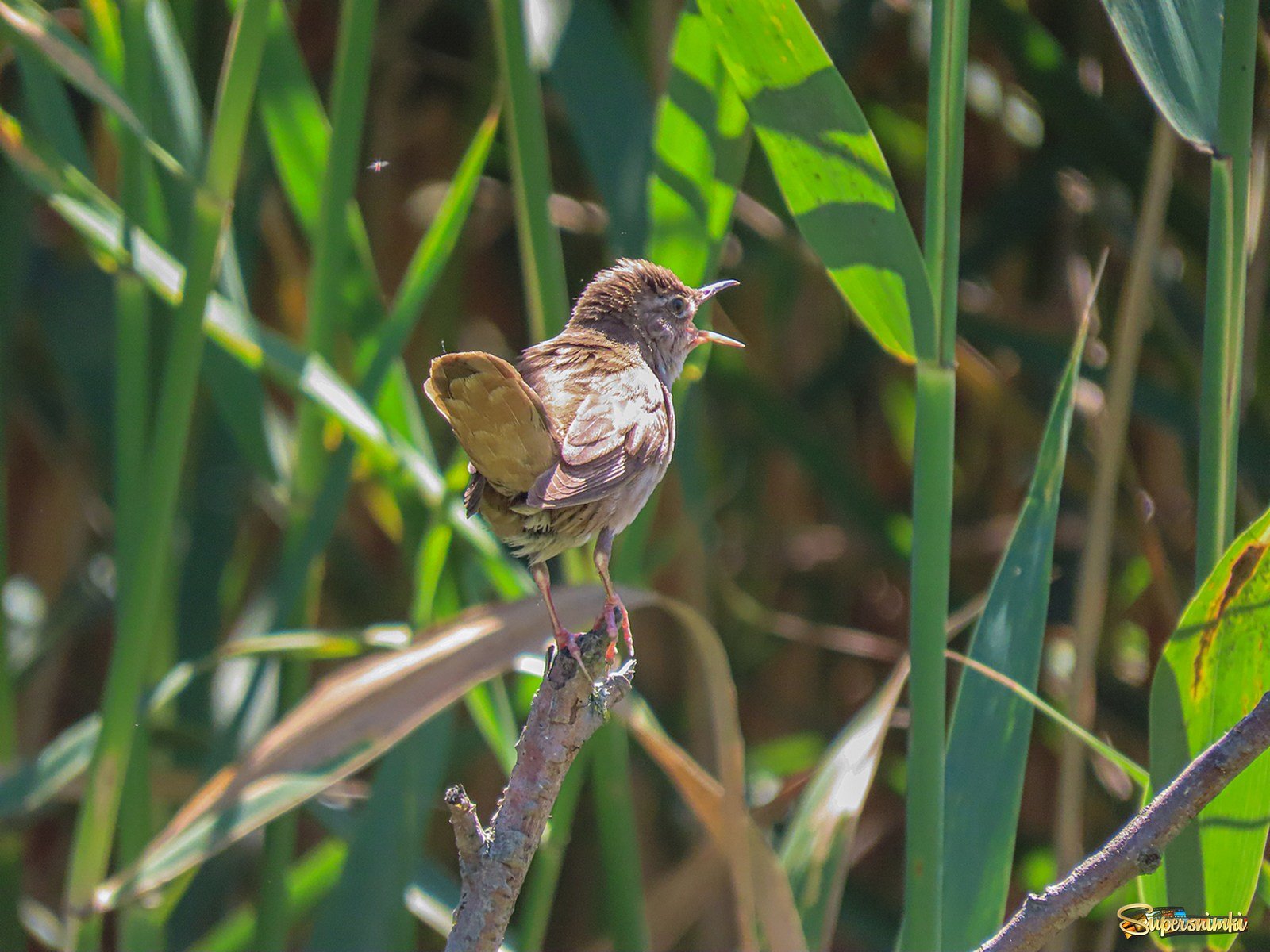 Соловьиный сверчок. Savi's Warbler.