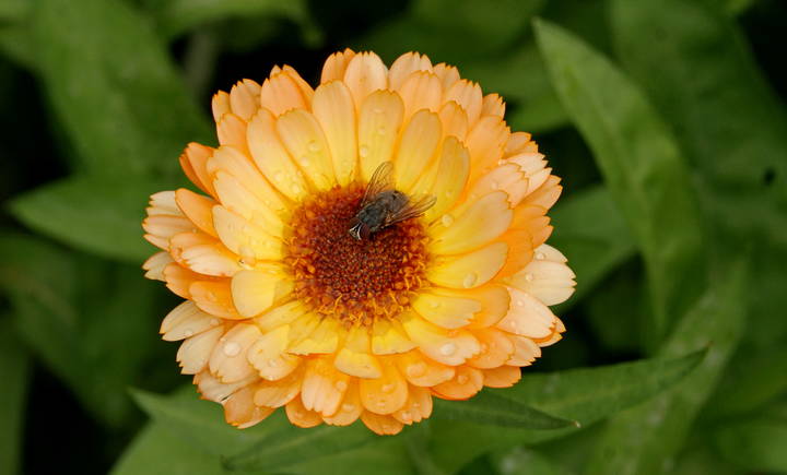 Умытые дождем.