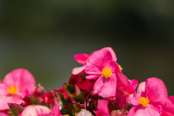 myfotostore.ru