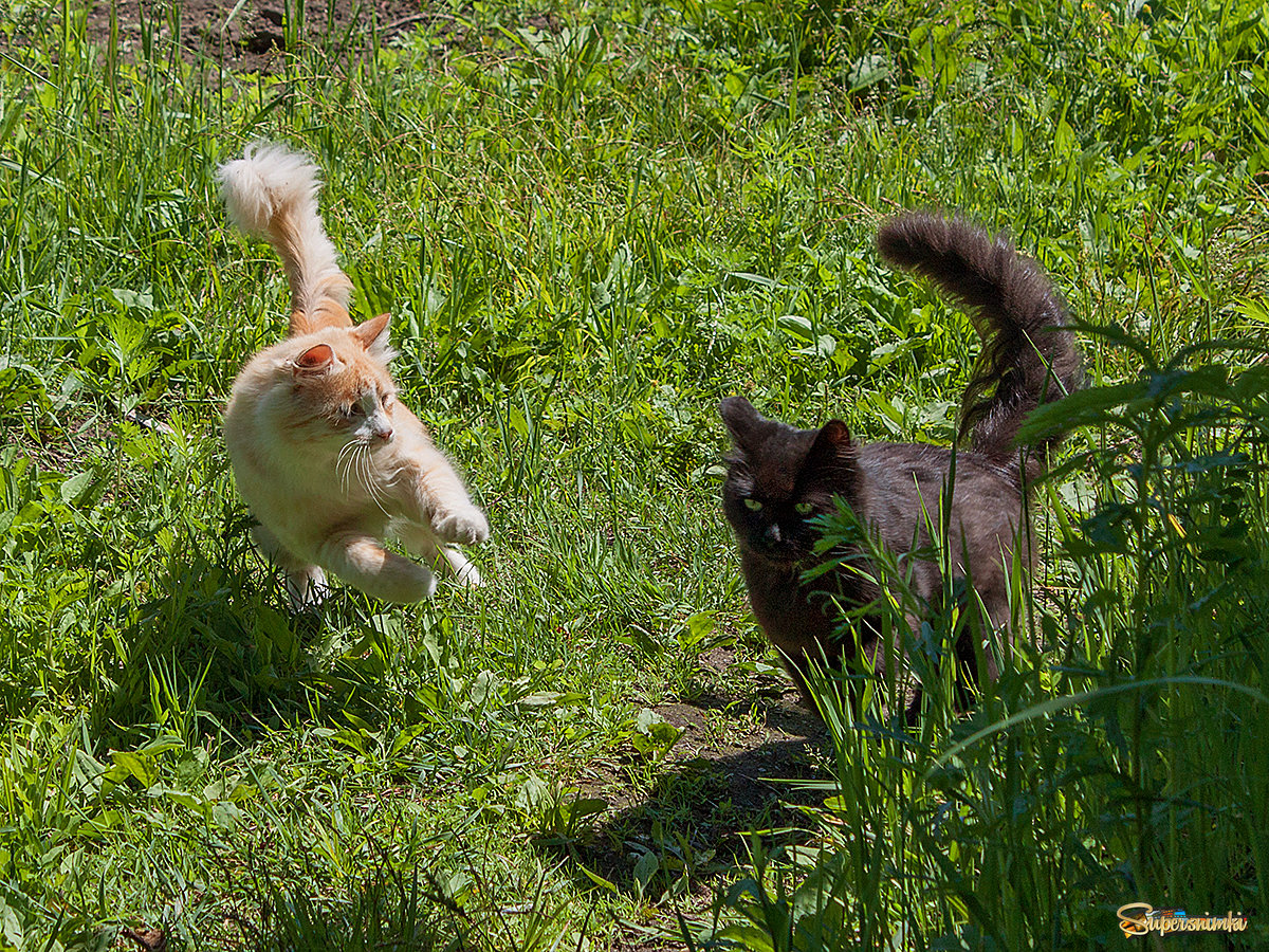 Мои коты на утренней пробежке.)