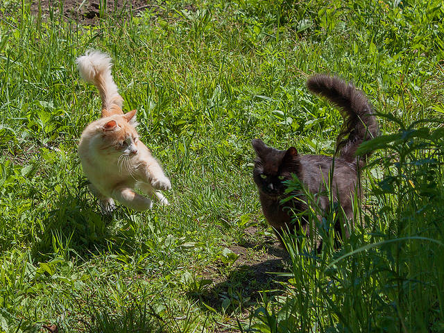 Мои коты на утренней пробежке.)