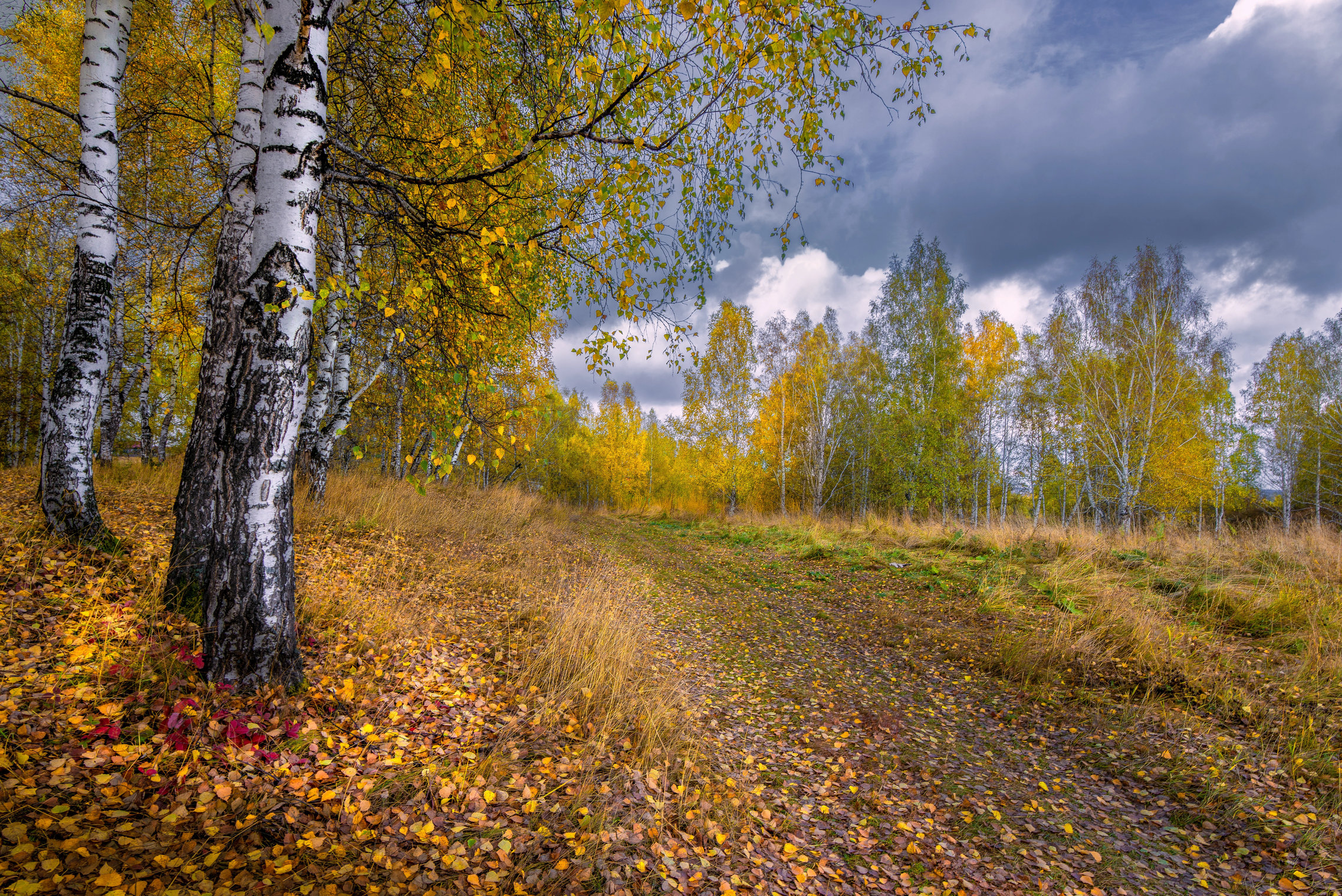 Берёзовая осень