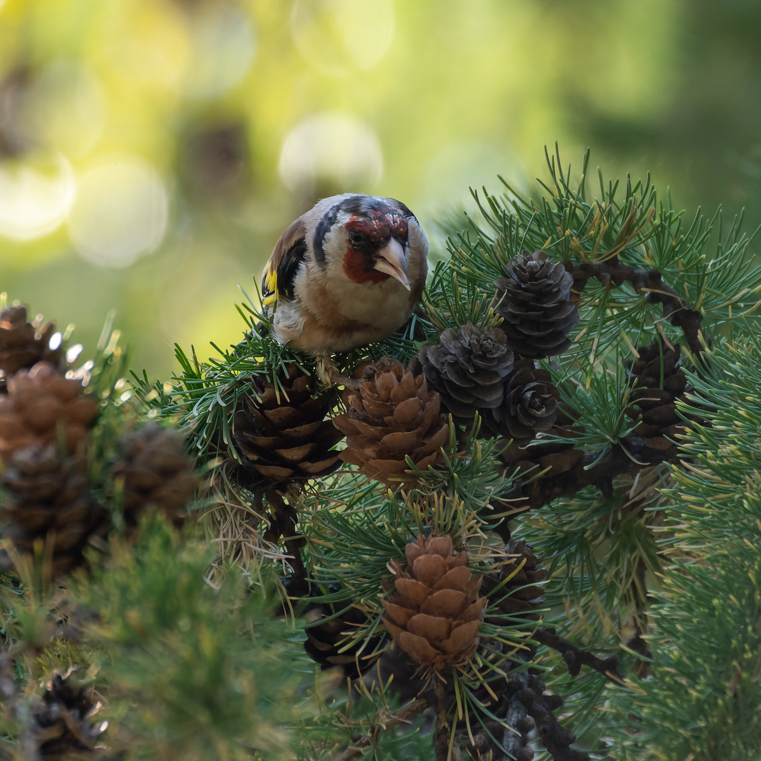 Вкусные семечки .