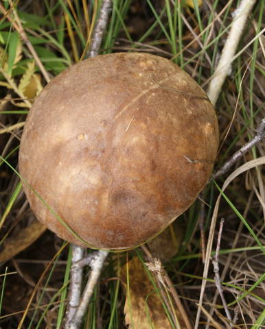 Грибная пора.