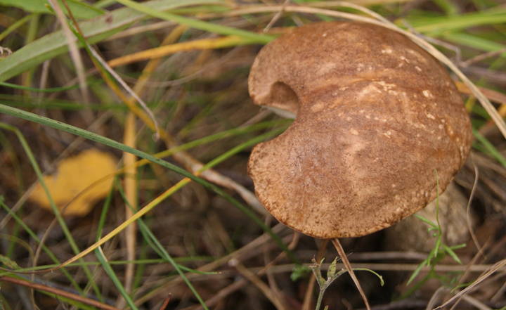 Грибная пора.