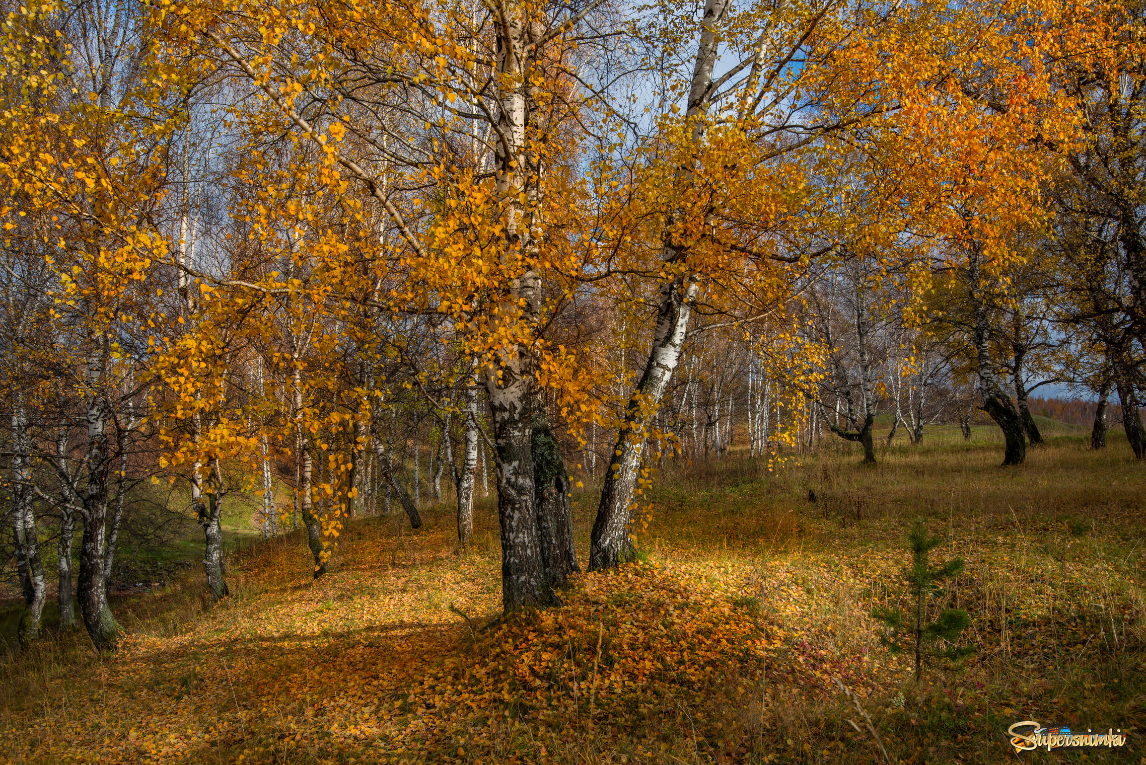 Осень в берёзовой роще