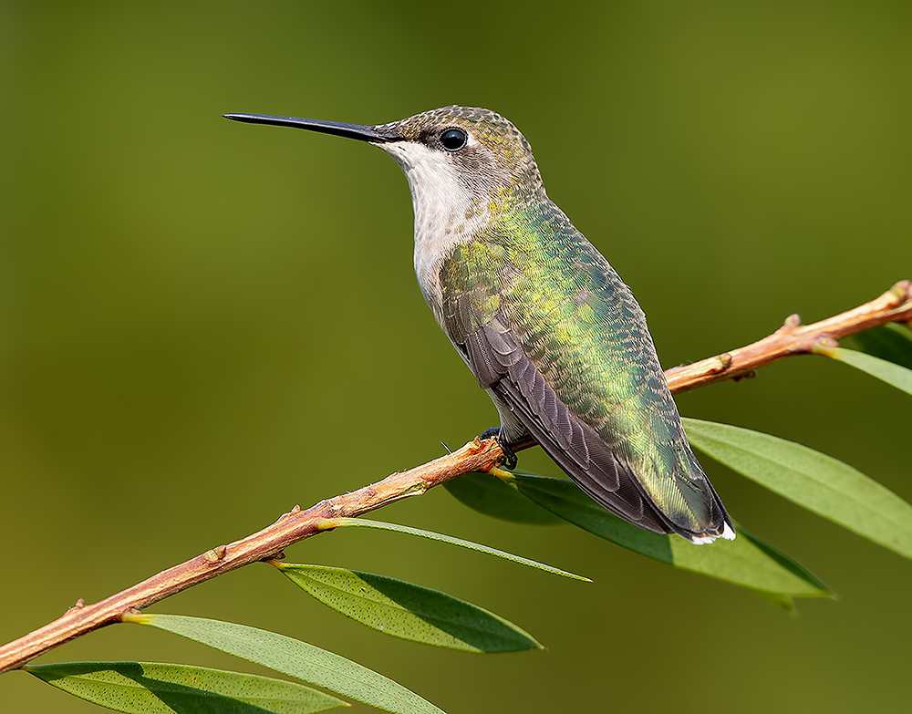 Рубиновогорлый колибри, cамка -Ruby-throated Hummingbird