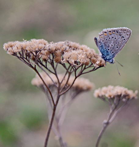 Голубянка сентября.