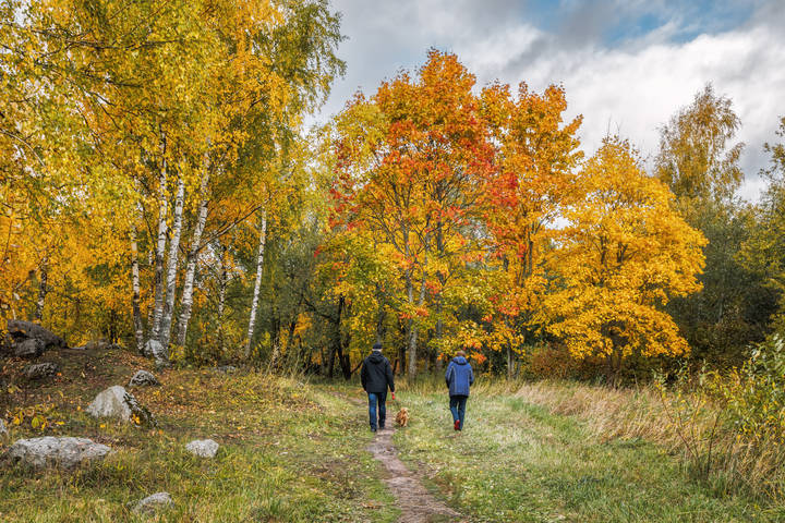 В осеннем парке