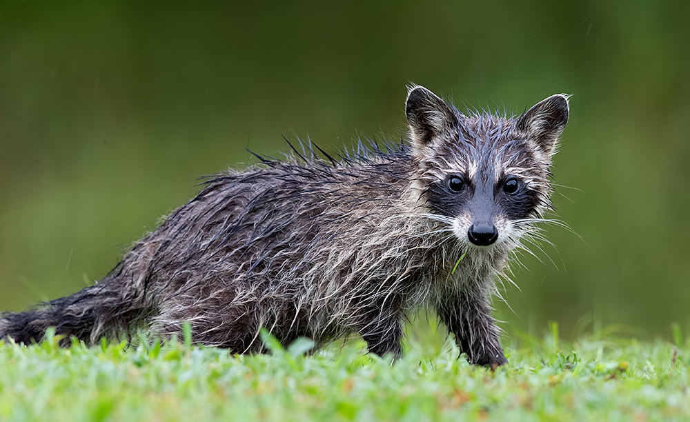 Енот-полоскун малыш - Wet Young Raccoon