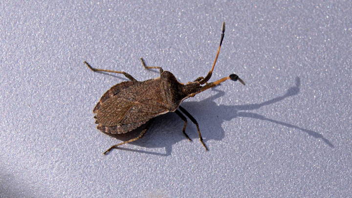 Осень,клоп лесной.