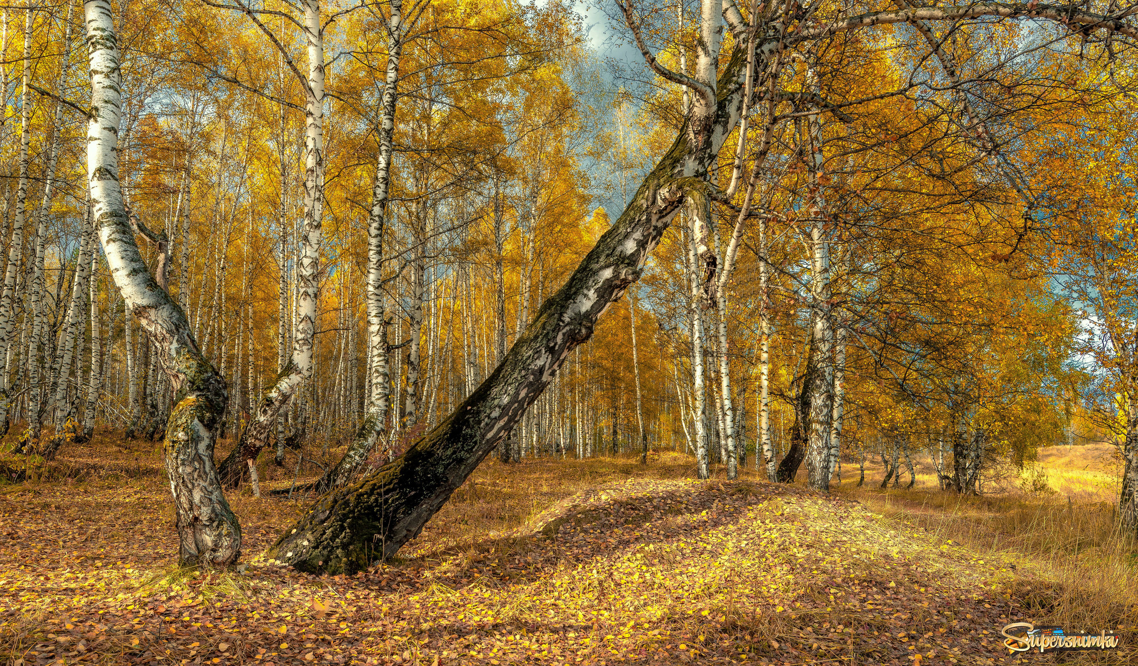 Осень в берёзовой роще