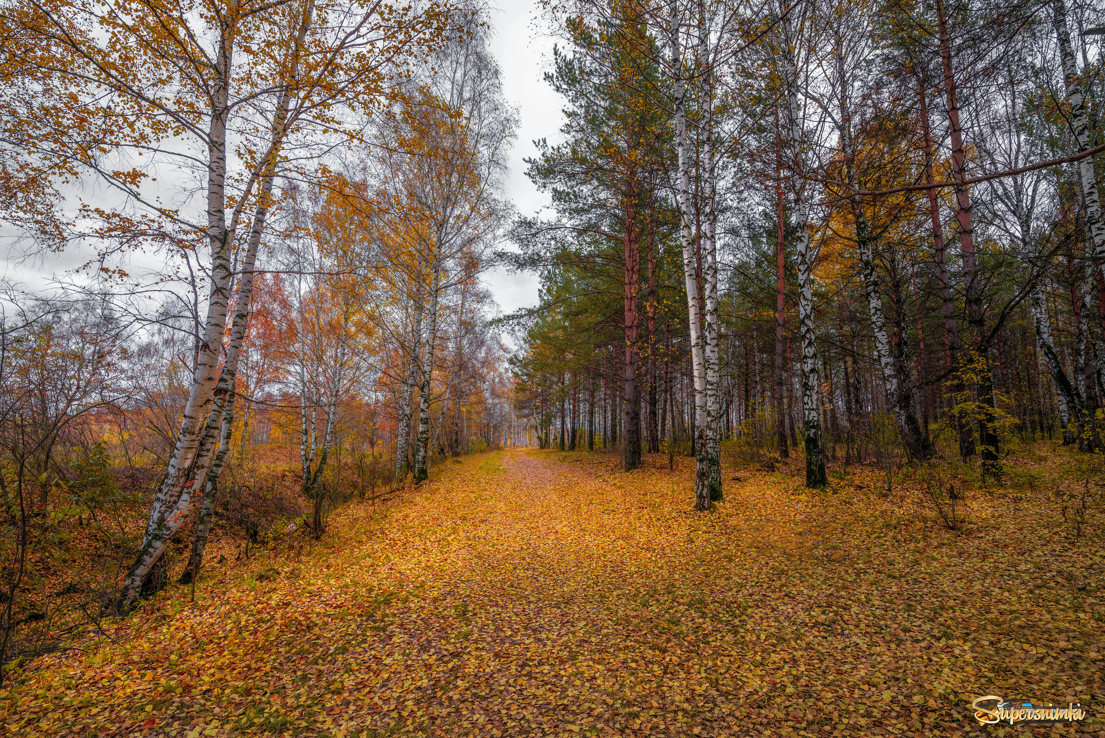 Осенних красок листопад