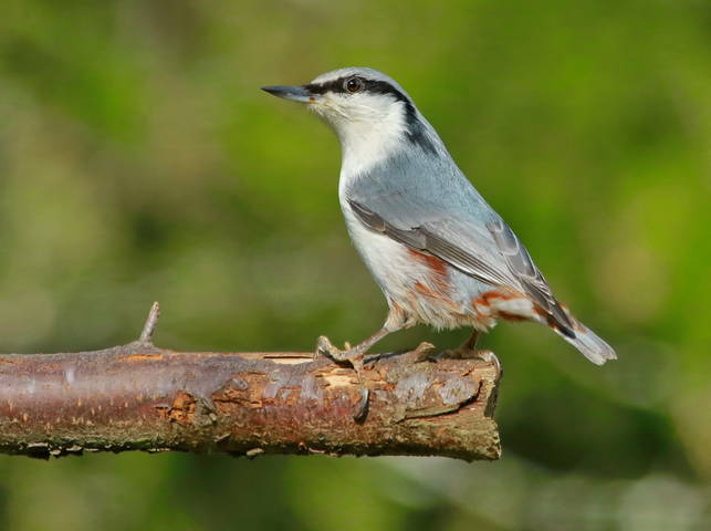 Поползень ( Sitta europaea )