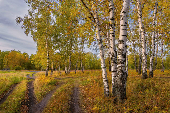 Осенний лес
