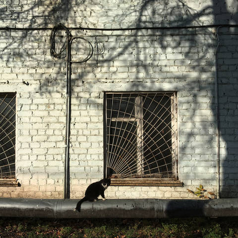 В тени