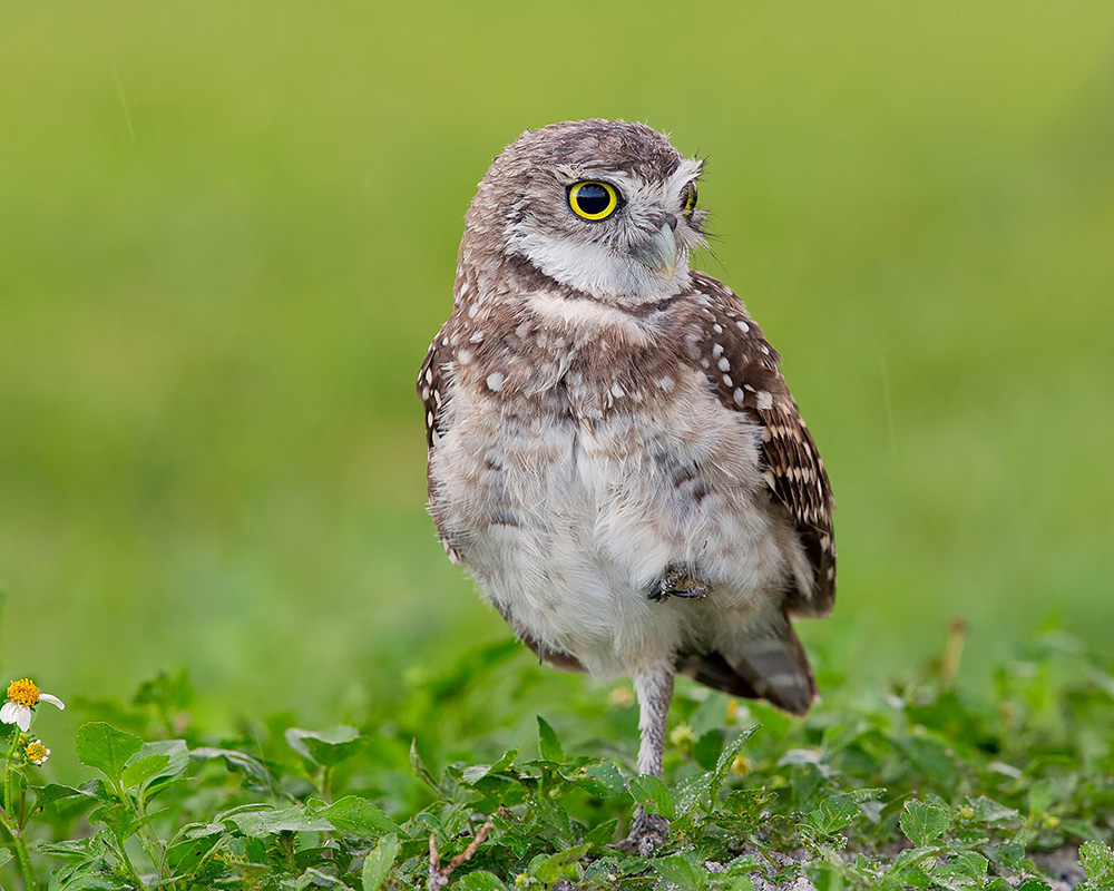 Burrowing Owlet - Кроличий сыч