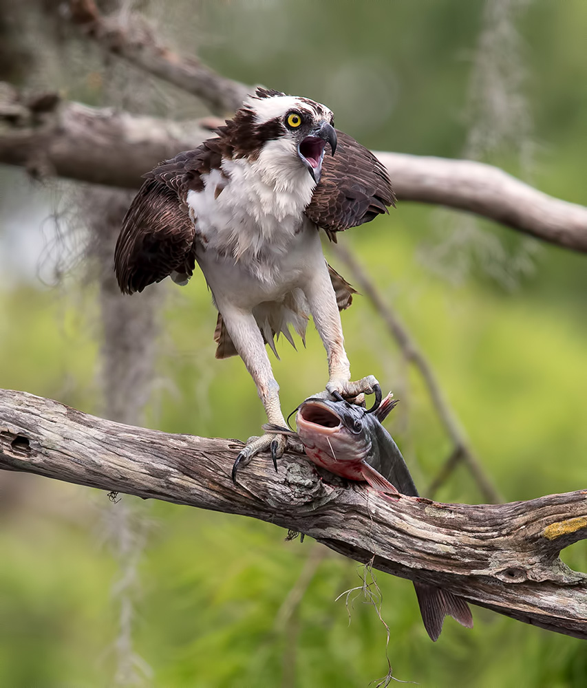 Скопа с добычей - Osprey with Catfish