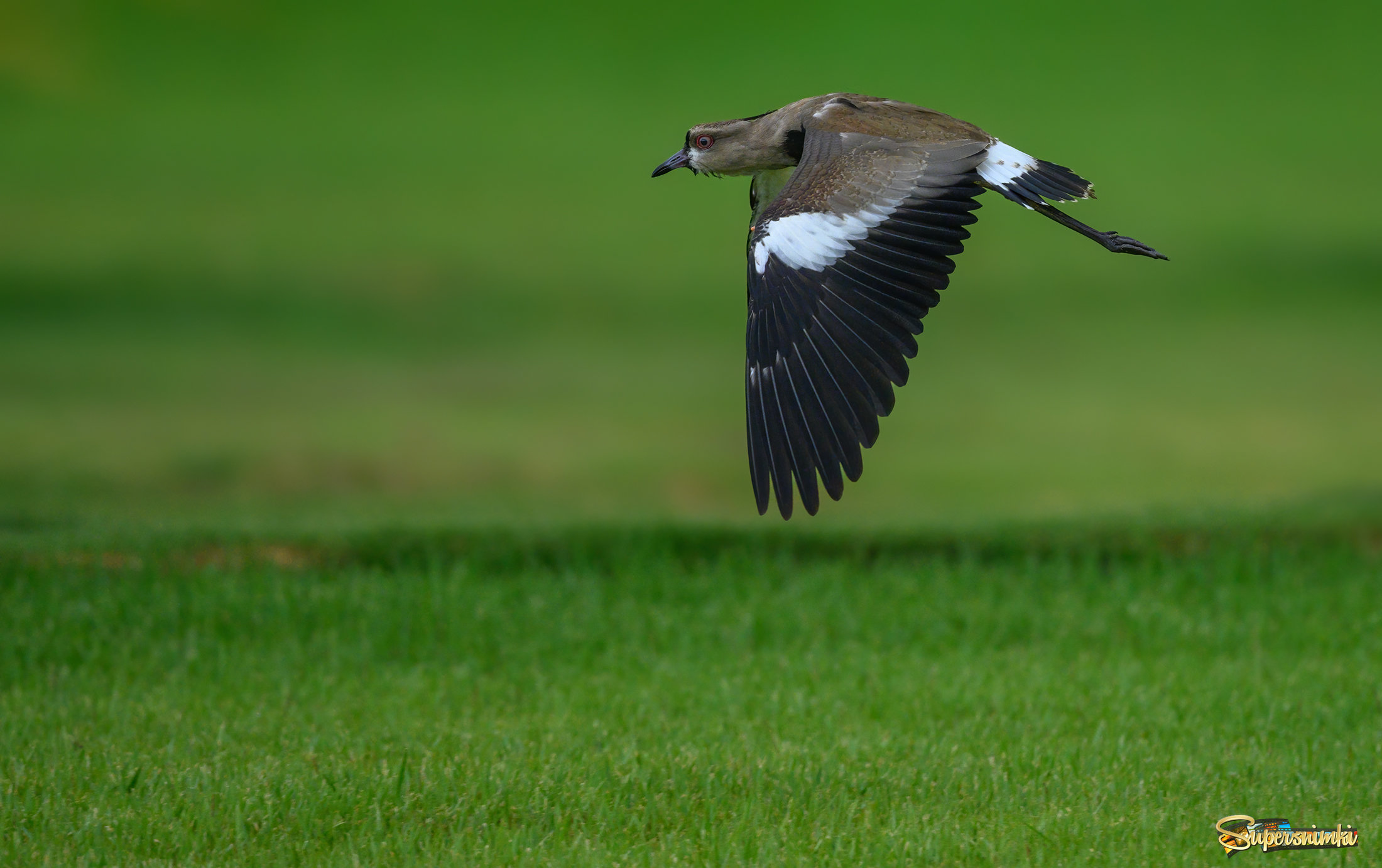 The southern lapwing