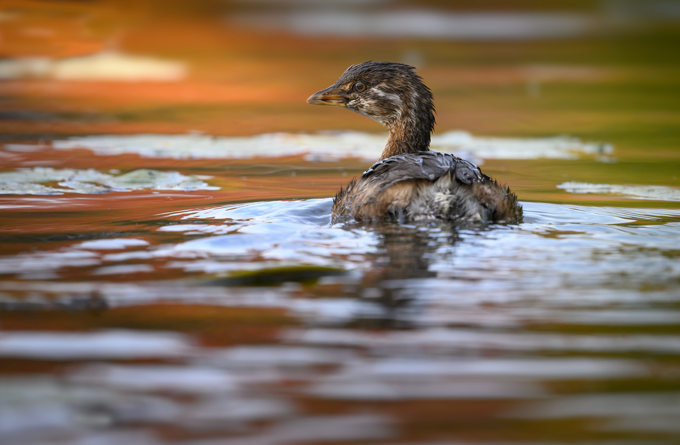 Pied-billed Grebe