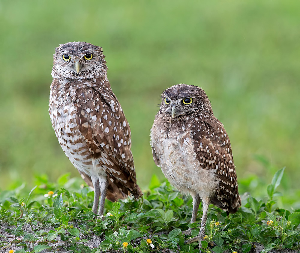 Cычики - Burrowing Owls