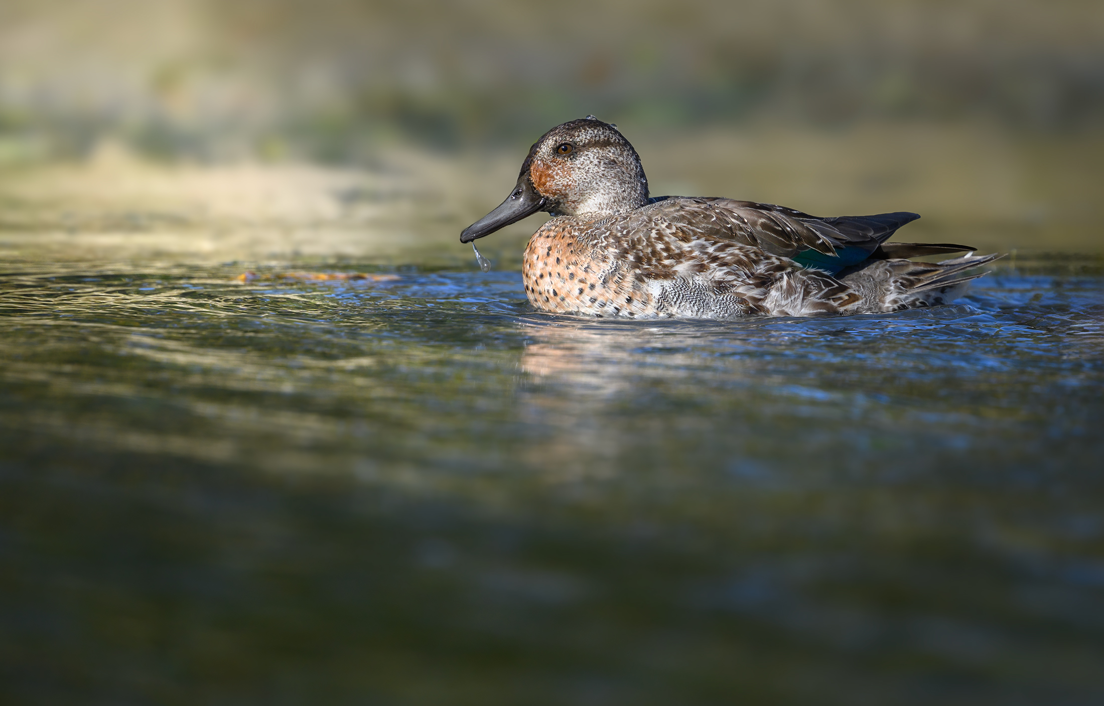 Green-winged Teal (male juvy)