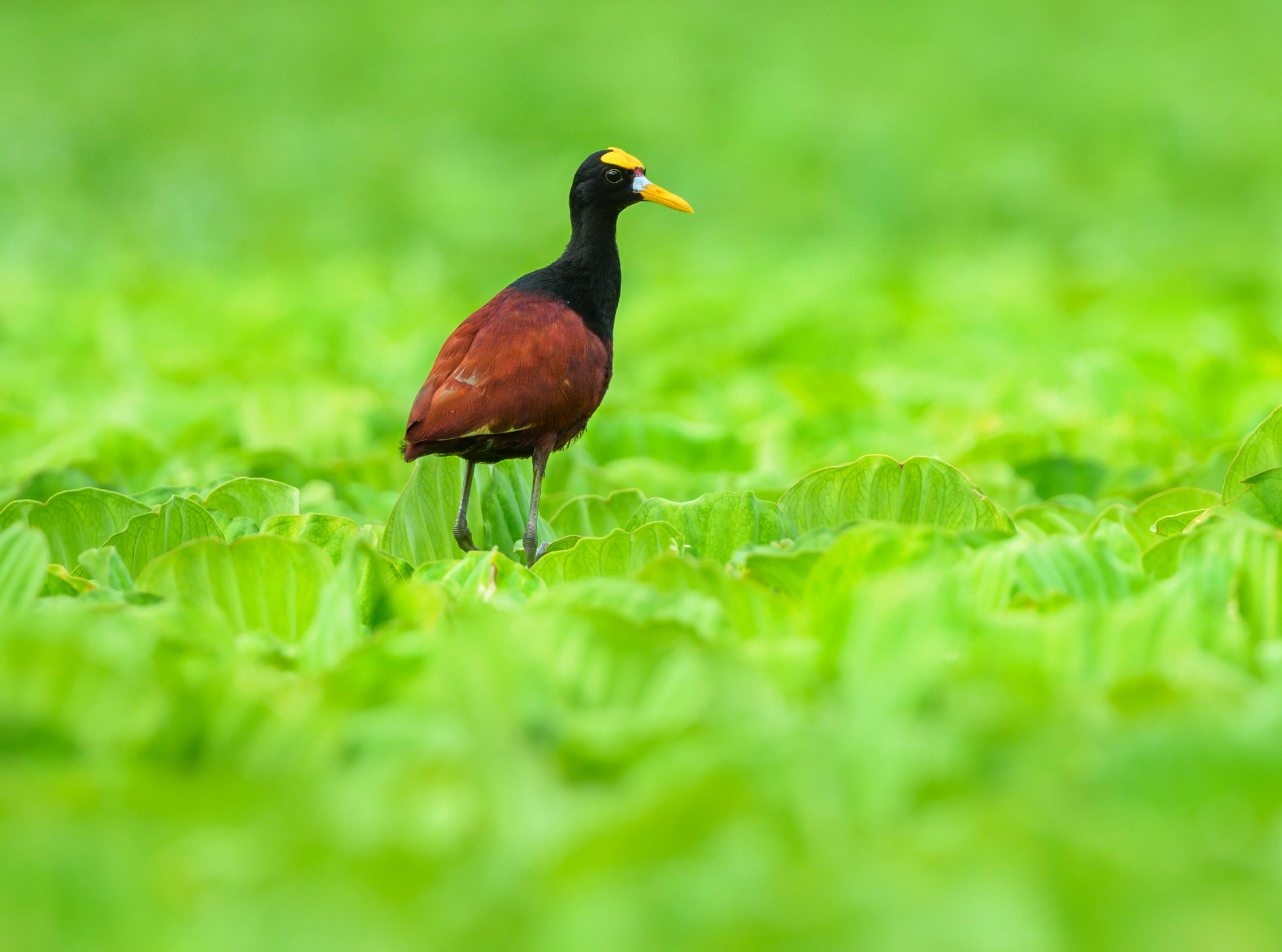 Northern jacana