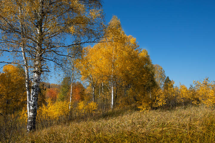 Осенний этюд