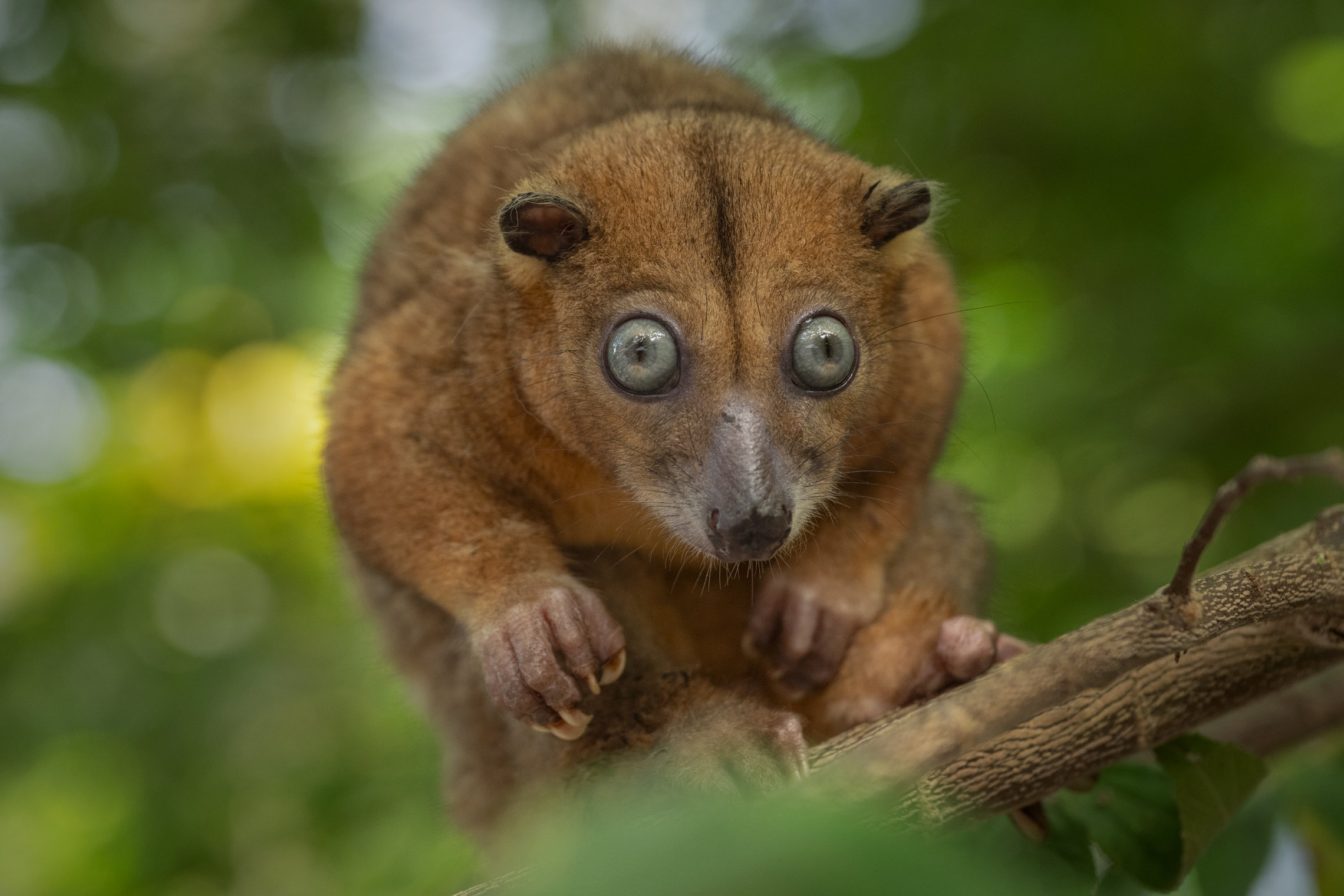 Dwarf Cuscus