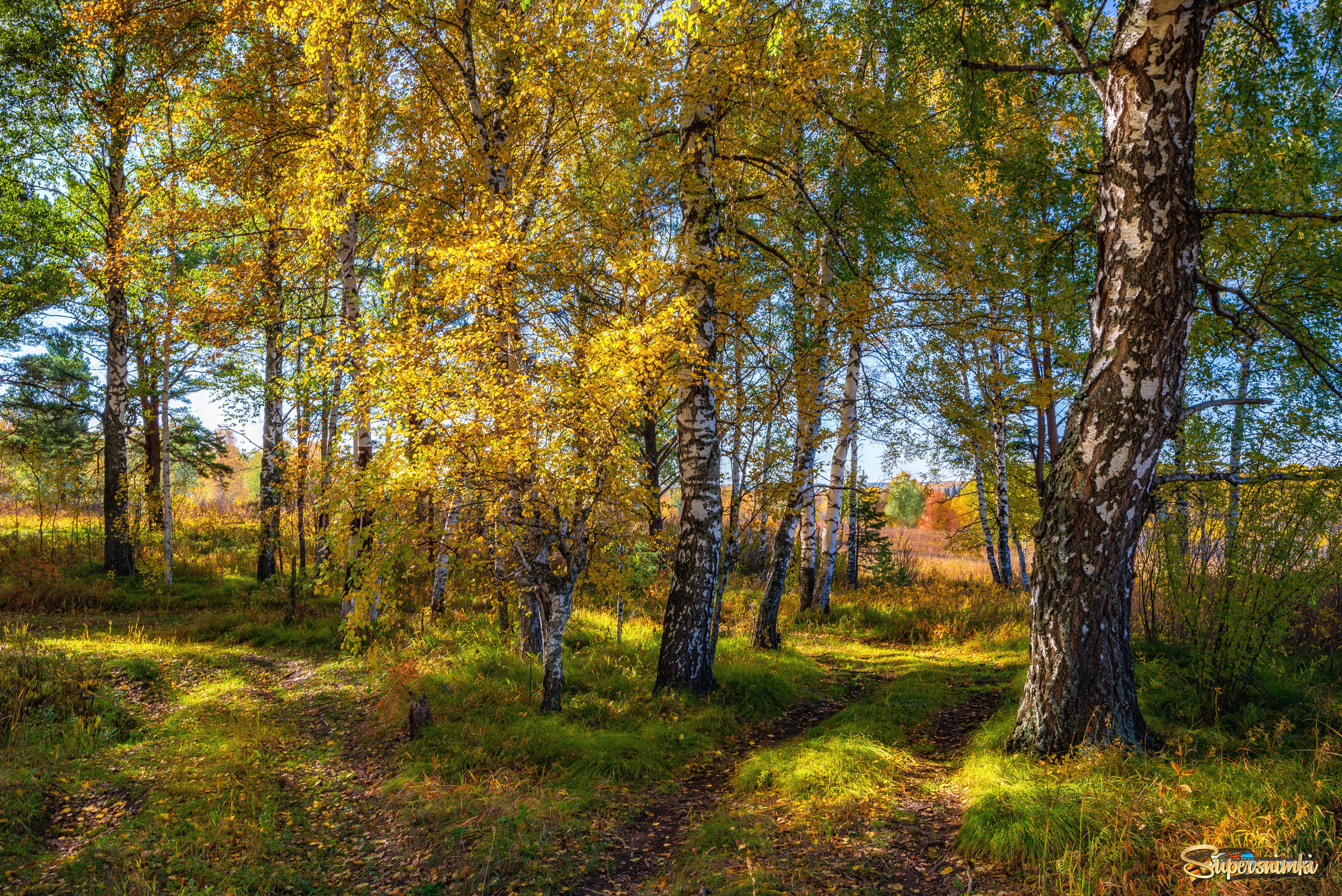 Осенний лес