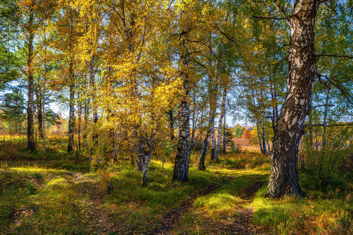 Осенний лес