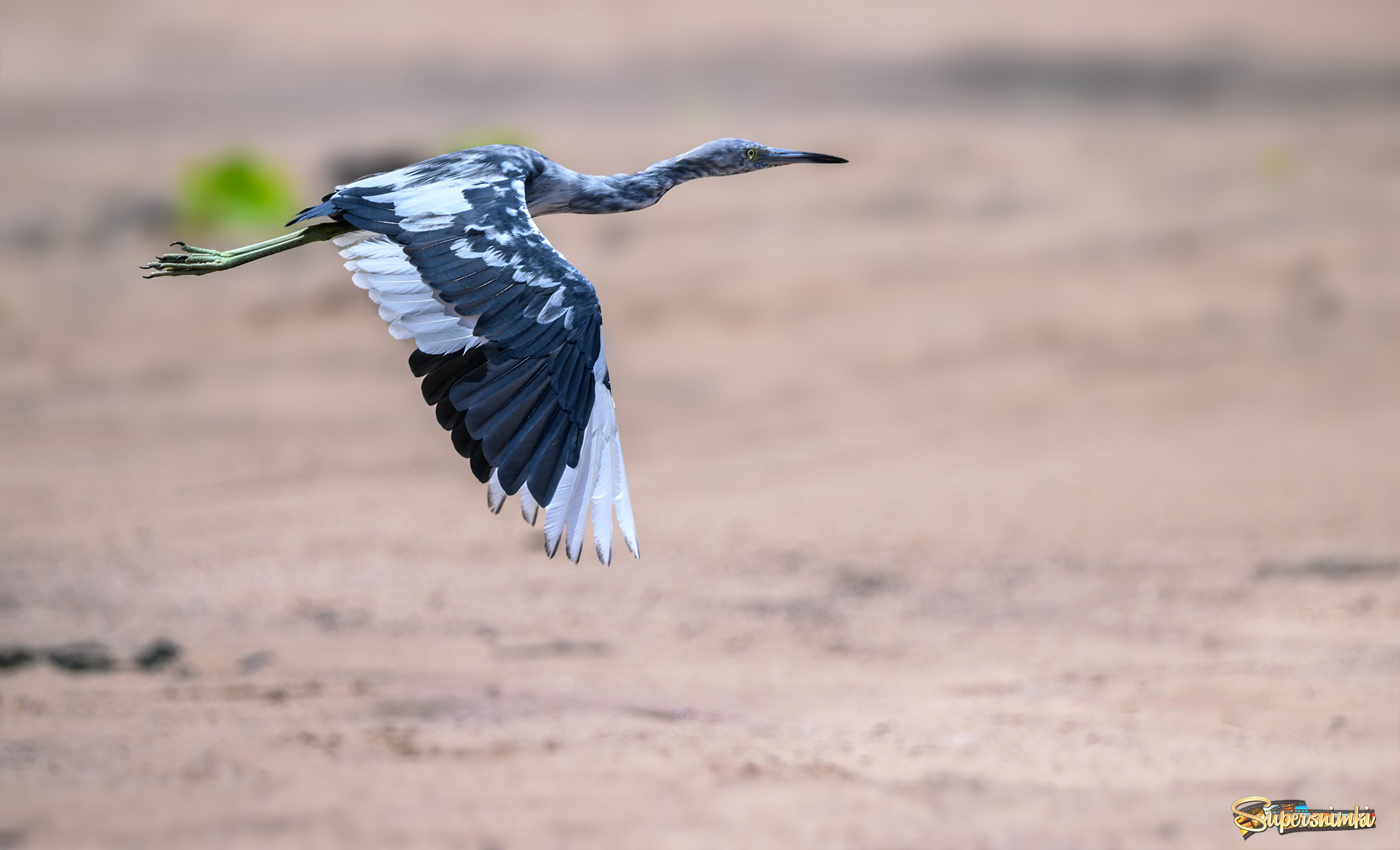 Little Blue Heron (immature)