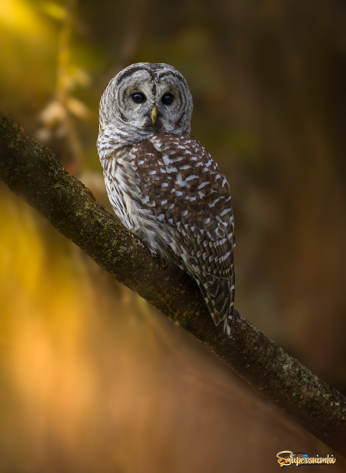 Barred Owl (immature)