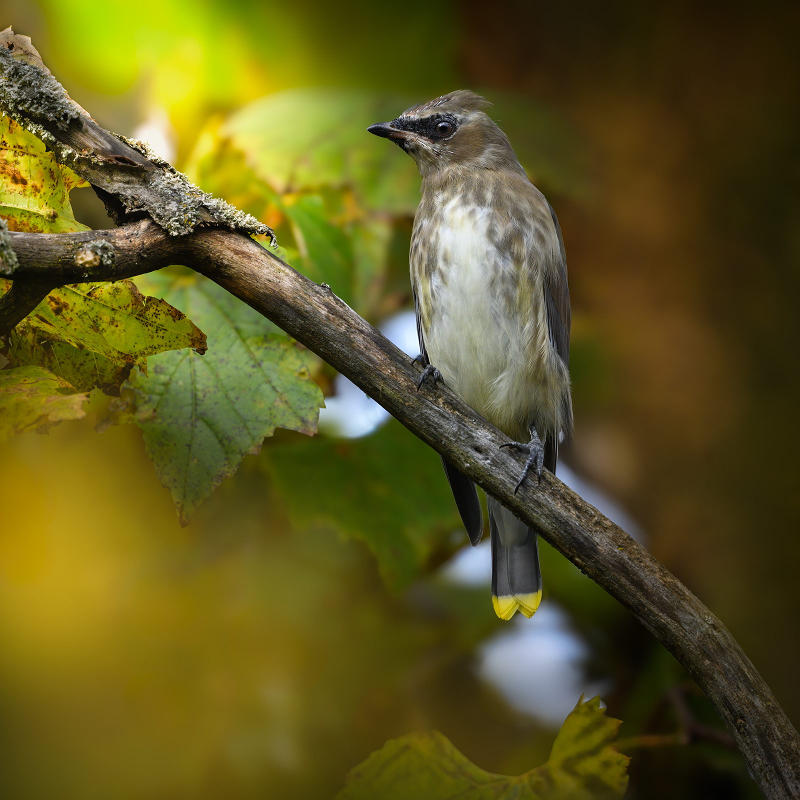 Cedar Waxwing (immature)