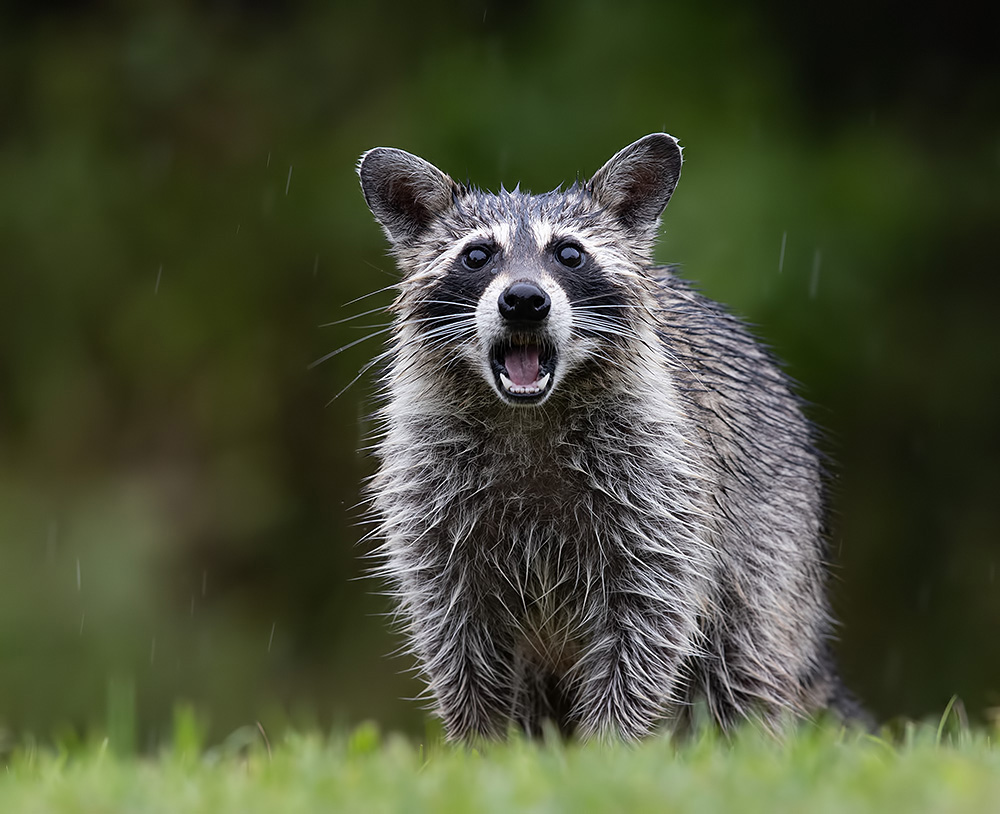 Енот-полоскун -Raccoon