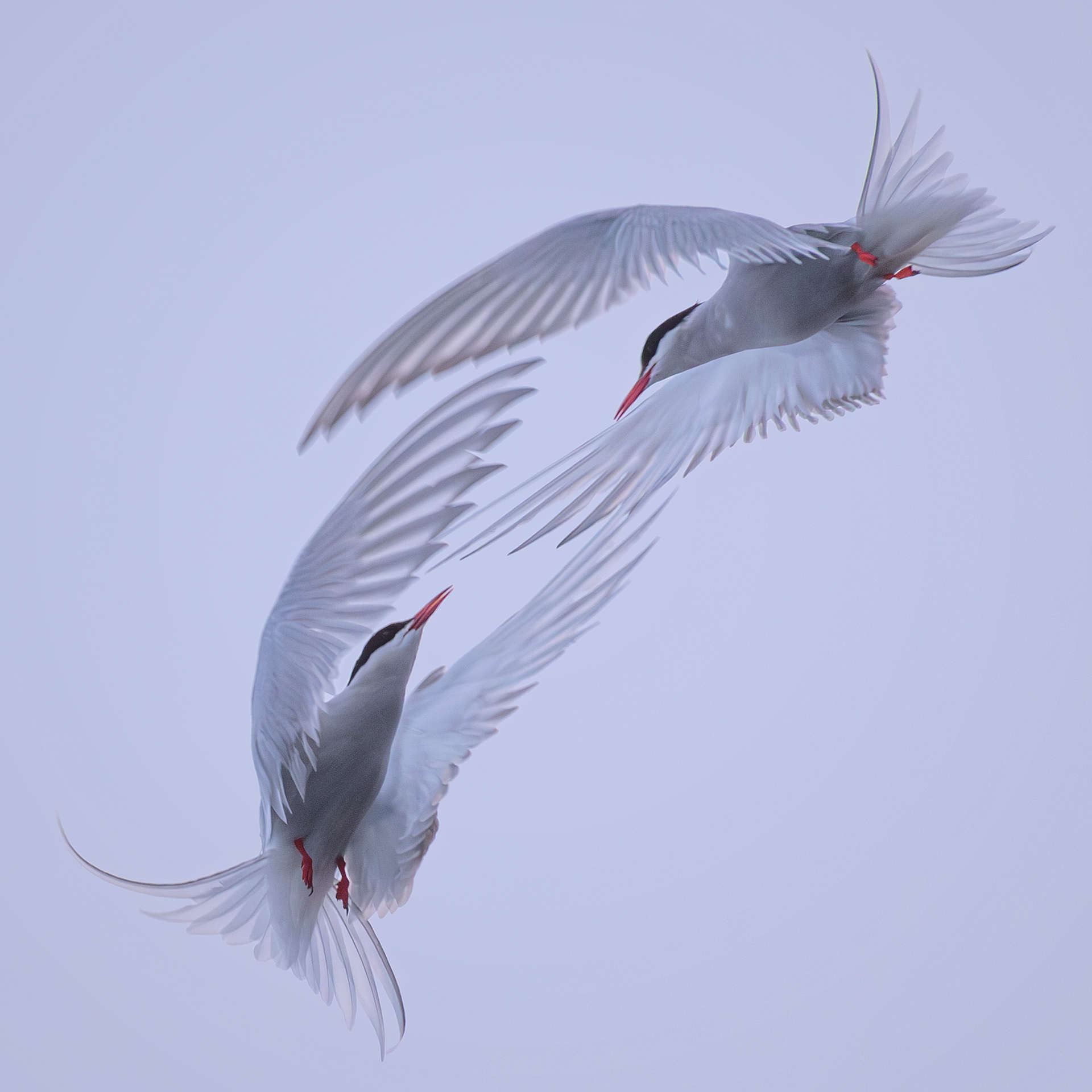 Arctic Terns