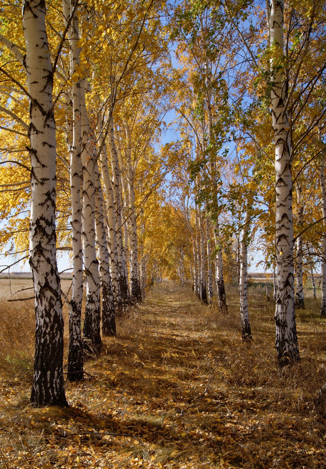 Осенние березы.