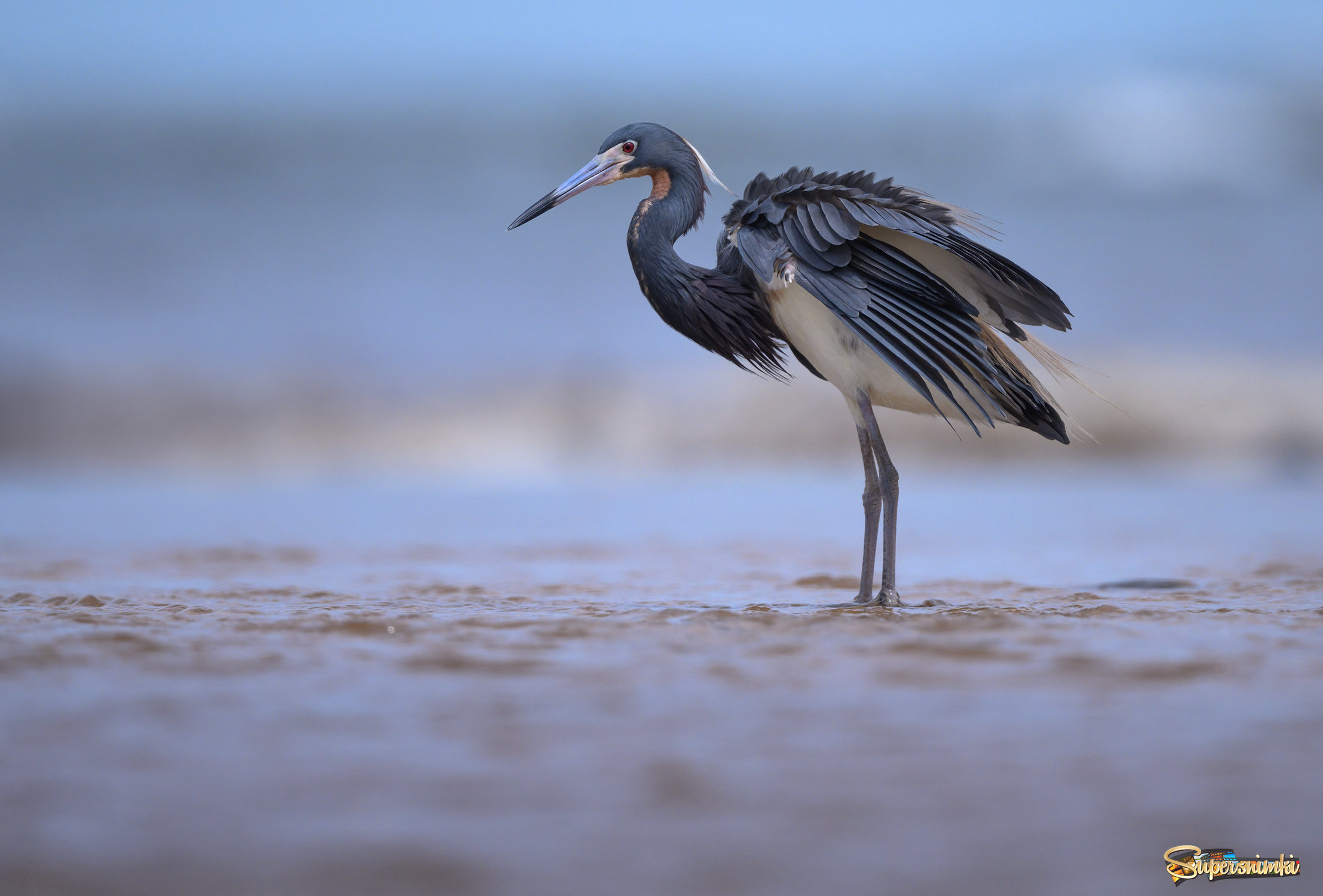 Tricolored heron