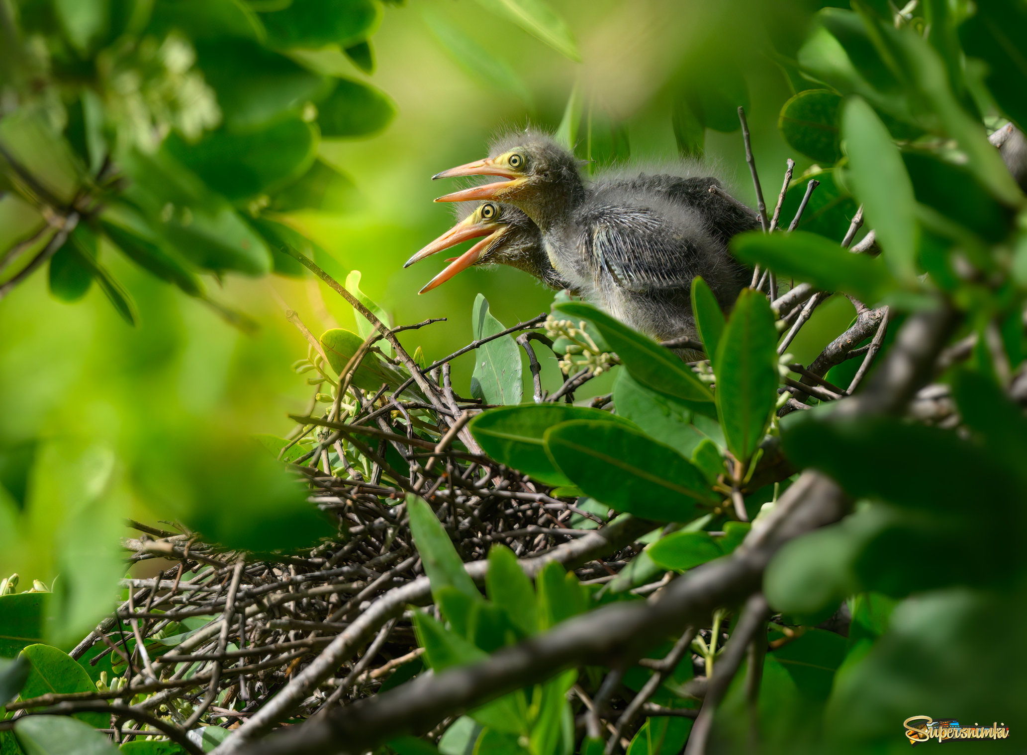 Green heron (baby chicks in the nest)