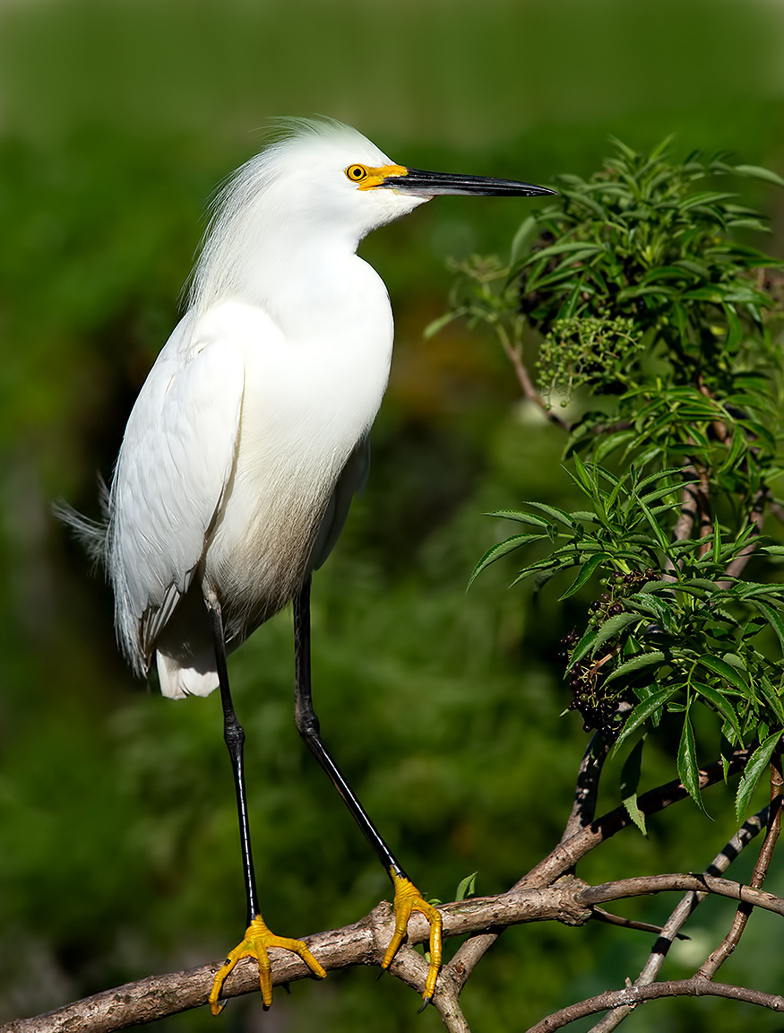 Американская белая цапля - Snowy Egret